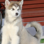 Девочка Brave Beauty Northern Sunrisе