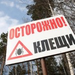 Клещи