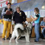 Аляскинский маламут Адель (21 мес.) Выставка САС-UA в г.Ровно