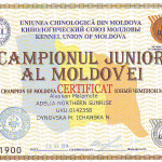 Сертификат Юного Чемпиона Молдовы