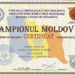 Сертификат Чемпиона Молдовы
