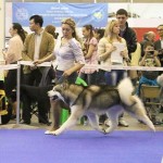 Аляскинский маламут Гольф (15 мес.) Международные выставки в Киеве