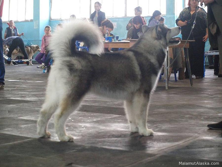 Беретта
