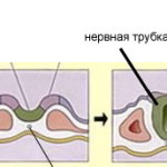 Нервная трубка