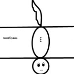 Меланокортин-1-рецептор