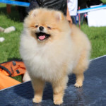 Pride Of Pom Colyn Triumphant