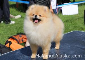 Pride Of Pom Colyn Triumphant