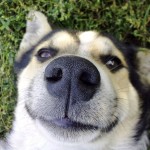 Нос
