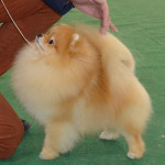 Pride Of Pom Colyn Triumphant