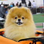 Pride Of Pom Colyn Triumphant