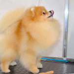 Pride Of Pom Colyn Triumphant