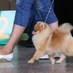 Pride Of Pom Colyn Triumphant
