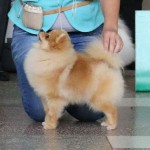 Pride Of Pom Colyn Triumphant