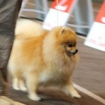 Pride of Pom Colyn Triumphant