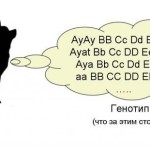 Фенотип