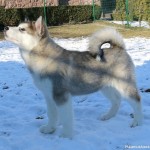 Щенок Аляскинского маламута