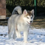 Щенок Аляскинского маламута