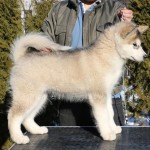 Щенок Аляскинского маламута