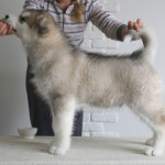 Dodge Knight Northern Sunrise