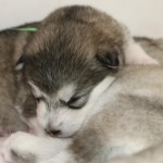 Щенок Аляскинского маламута