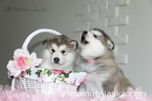 Щенки Аляскинского маламута