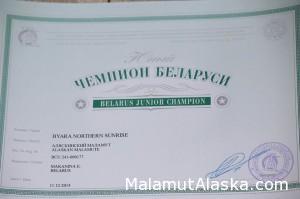 Сертификат Чемпиона Беларуси Byara Northern Sunrise