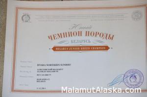 Сертификат Чемпиона Породы Беларуси Byara Northern Sunrise