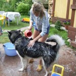 Маламут купается