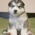 Щенок Аляскинского маламута. Мальчик_2