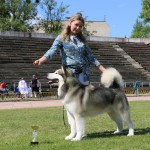 Аляскинский маламут Гольф (2г.9мес.) Выставка САС-UA в г.Ровно "Червона Калина-2015"