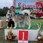 Гольф (Лучшая собака выставки) Выставка САС-UA в г.Ровно "Червона Калина-2015"