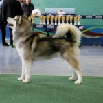 Аляскинский маламут Ляля (16 мес.) на Международной выставке в г. Луцк