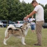 Аляскинский маламут Рада