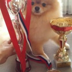 Pride Of Pom Colyn Triumphant
