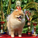 Pride Of Pom Colyn Triumphant