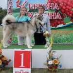 Гольф (Лучшая собака выставки)