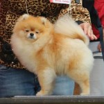 Колин