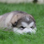 Щенок Аляскинского маламута Гольфа и Ляли