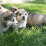 Щенки Аляскинского маламута Гольфа и Ляли