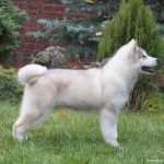 IRISH CHANT NORTHERN SUNRISE 4 months old