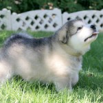 Щенок Аляскинского маламута Гольфа и Ляли