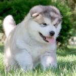 Щенок Аляскинского маламута Гольфа и Ляли