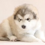 Щенок Аляскинского маламута Гольфа и Ляли