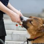 Собака берет еду из чужих рук