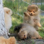 Щенки Померанского шпица