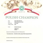 Сертификат Чемпиона Польши
