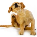 Блохи у собаки