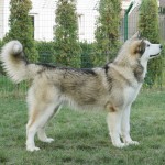 Empress Northern Sunrise (7 мес.)