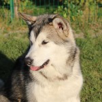 Empress Northern Sunrise (7 мес.)