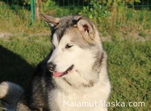 Empress Northern Sunrise (7 мес.)